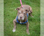 Small #4 American Staffordshire Terrier-Chocolate Labrador retriever Mix