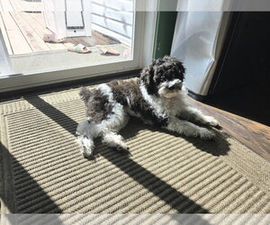 Oreo - Female Bichon Frise Dog for Adoption - Photo #3