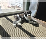 Small Photo #3 Bichon Frise Puppy For Sale in Wheaton, IL, USA