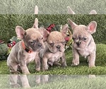 Small Photo #9 French Bulldog Puppy For Sale in FAYETTEVILLE, GA, USA