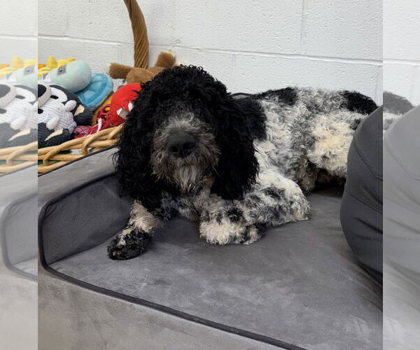 Medium Photo #2 Poodle (Standard) Puppy For Sale in York, SC, USA