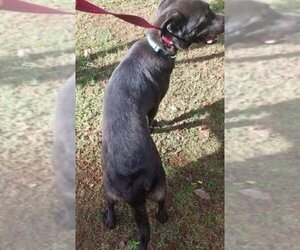 Bear - Male Labrador Retriever-Unknown Mix Dog for Adoption - Photo #11