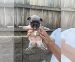 Small #24 French Bulldog