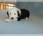 Small Photo #1 Old English Sheepdog Puppy For Sale in BLAND, MO, USA
