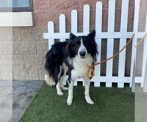 Medium Photo #1 Border Collie Puppy For Sale in Modesto, CA, USA