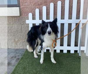 Border Collie Dogs for adoption in Modesto, CA, USA
