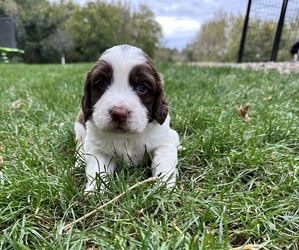 Medium English Springer Spaniel