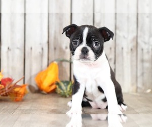 Boston Terrier Puppy for sale in MOUNT VERNON, OH, USA