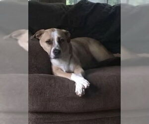 Mutt Dogs for adoption in Monkton, MD, USA