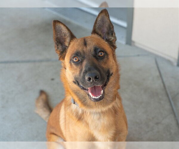 Medium Photo #2 German Shepherd Dog-Unknown Mix Puppy For Sale in Martinez, CA, USA