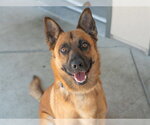 Small #1 German Shepherd Dog Mix