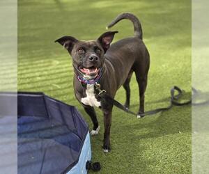 Mutt Dogs for adoption in Las Vegas, NV, USA