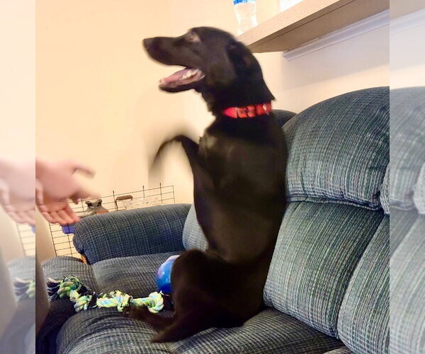 Medium Photo #5 Mutt Puppy For Sale in columbia, SC, USA