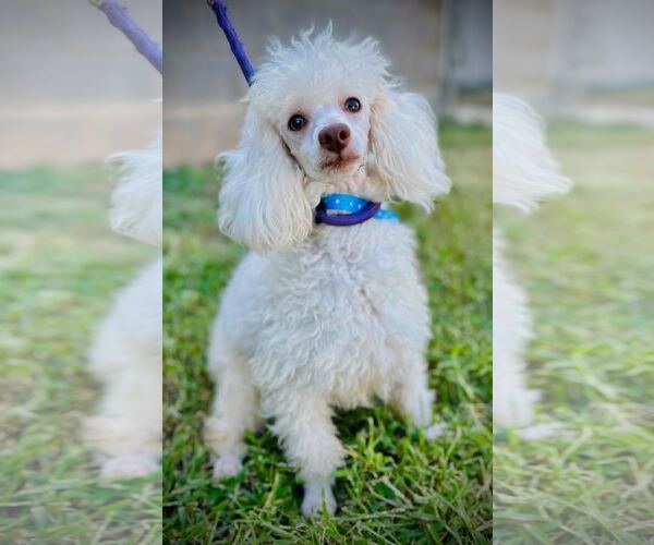 Medium Photo #3 Poodle (Toy) Puppy For Sale in Pacolet, SC, USA