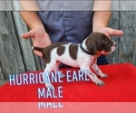 Puppy Puppy 2 German Shorthaired Pointer