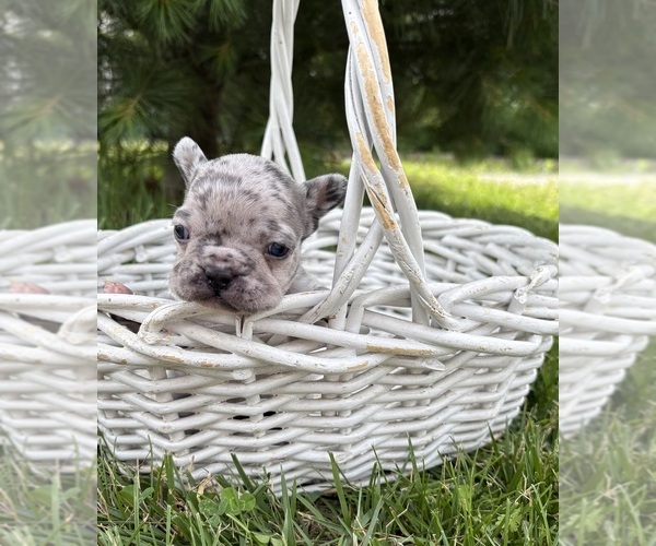 Medium Photo #4 French Bulldog Puppy For Sale in MIDDLEBURY, IN, USA