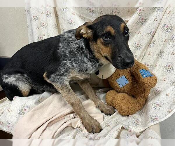 Medium Photo #1 Mutt Puppy For Sale in Modesto, CA, USA