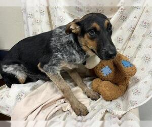 Mutt Dogs for adoption in Modesto, CA, USA