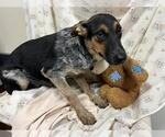 A614650 - Male Mutt Dog for Adoption - Small photo