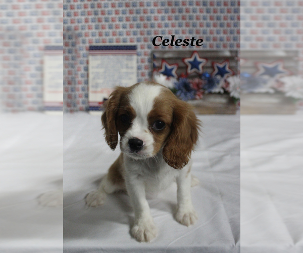 Medium Photo #13 Cavalier King Charles Spaniel Puppy For Sale in CHANUTE, KS, USA