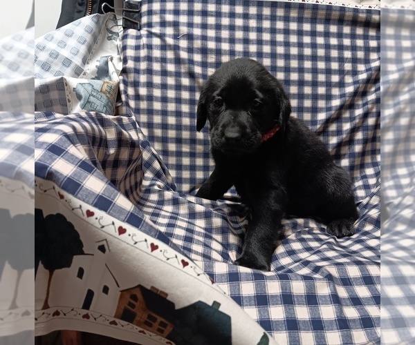 Medium Photo #1 Labrador Retriever Puppy For Sale in FAIRBANKS, AK, USA