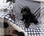 Puppy 4 Labrador Retriever