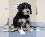 Puppy 6 Border Collie-Poodle (Miniature) Mix