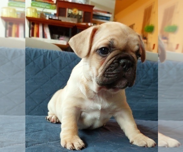 Medium Photo #34 French Bulldog Puppy For Sale in MANHATTAN, NY, USA