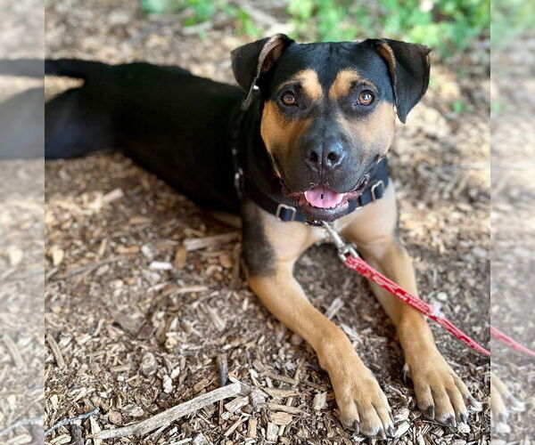 Medium Photo #12 Mutt Puppy For Sale in Canton, CT, USA