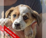 Small Sheprador