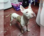 Small #5 American Pit Bull Terrier