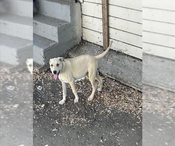 Medium Photo #1 Mutt Puppy For Sale in Stockton, CA, USA