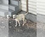 Small Mutt