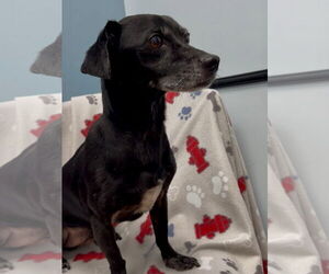 Chiweenie Dogs for adoption in Weston, FL, USA