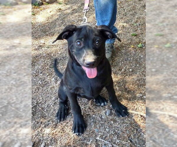 Medium Photo #2 Labrador Retriever-Unknown Mix Puppy For Sale in Golden Valley, AZ, USA