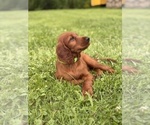Small #1 Irish Setter