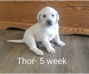 Labrador Retriever Puppy for sale in CATO, NY, USA