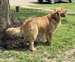 Small Photo #1 Bernese Mountain Dog Puppy For Sale in THORP, WI, USA