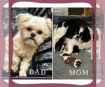Small #2 Japanese Chin-Shorkie Tzu Mix