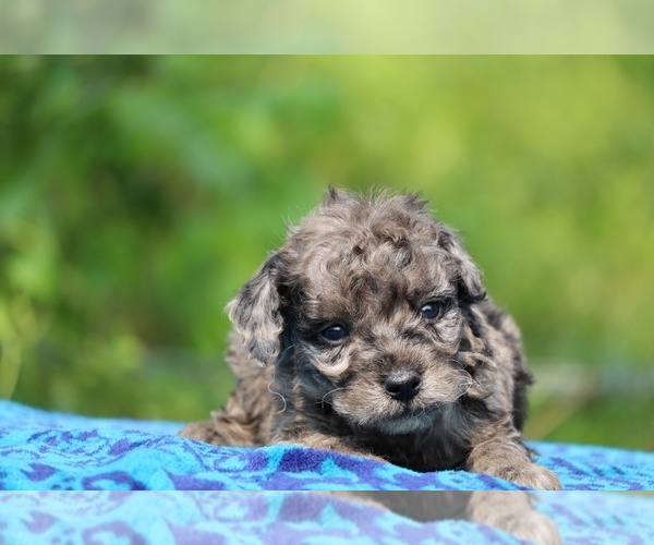 Medium Photo #7 Poodle (Toy) Puppy For Sale in DYERSBURG, TN, USA