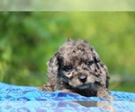 Small #6 Poodle (Toy)