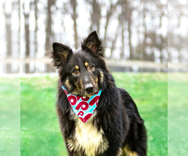 Medium Photo #3 German Shepherd Dog-Unknown Mix Puppy For Sale in Unionville, PA, USA