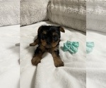 Small Photo #3 Yorkshire Terrier Puppy For Sale in CLOVIS, CA, USA