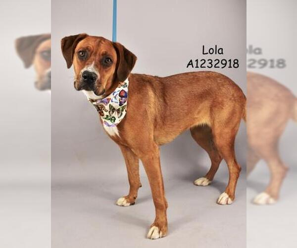 Medium Photo #2 Boxer-Unknown Mix Puppy For Sale in Bakersfield, CA, USA