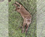 Small #3 Collie-Labrador Retriever Mix