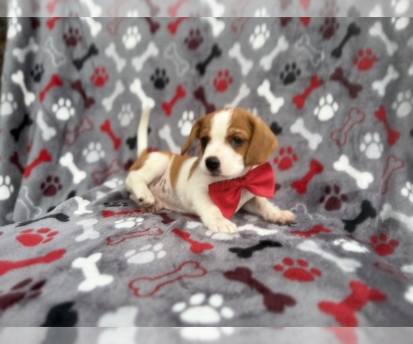 Medium Photo #5 Cavalier King Charles Spaniel-Jack Russell Terrier Mix Puppy For Sale in LAKELAND, FL, USA