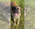 Small #4 Anatolian Shepherd Mix