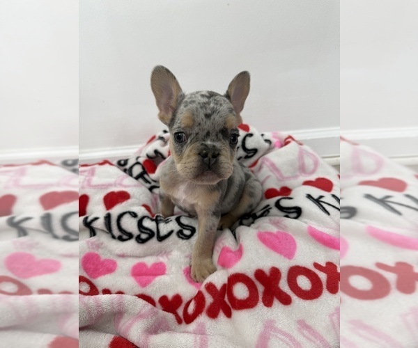 Medium Photo #5 French Bulldog Puppy For Sale in SUGAR HILL, GA, USA