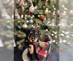 Puppy 4 Airedale Terrier-Poodle (Miniature) Mix