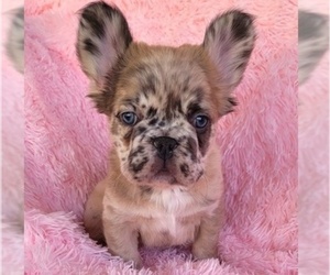 French Bulldog Puppy for sale in LAS VEGAS, NV, USA